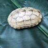 [Kismet Shell] Taoist Talisman; I Ching Divination tool;  White Tortoise Oracle Shell