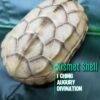 [Kismet Shell] Taoist Talisman; I Ching Divination tool;  White Tortoise Oracle Shell